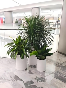 鄞州绿化修剪专业